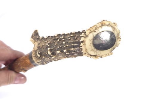 Antique stag antler walking - stag,