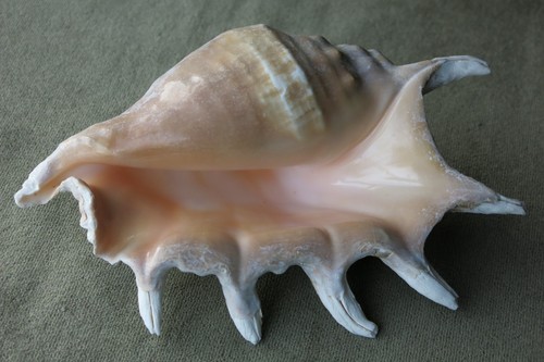 Large spider conch shell beach - large,