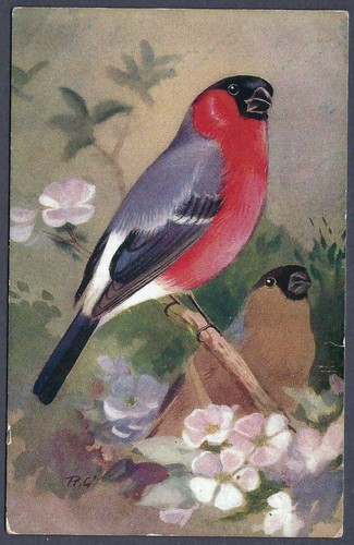 Bullfinch roland green - roland,