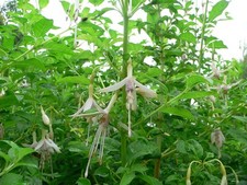 Fuchsia Magellanica Molinae