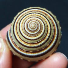 Rare 6.7G Natural Polished
