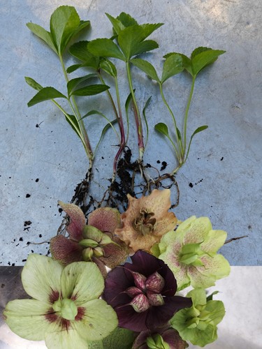 Hellebore seedlings - hellebore,