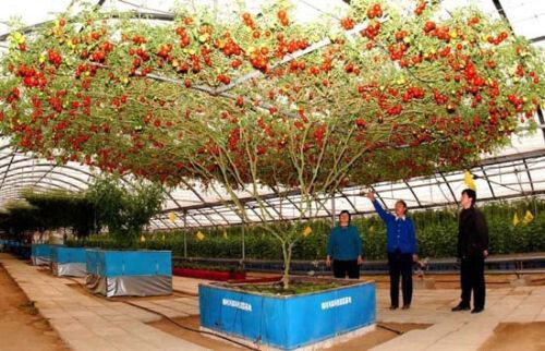 Giant tomato tree - tomato,