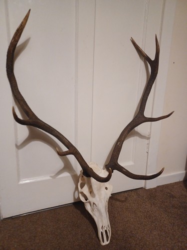 Red deer stag head - 8, pointer