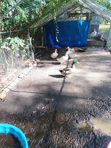Duck eggs - 12,