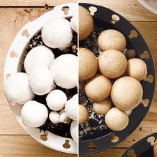 Mushroom Growing Kit | Grow