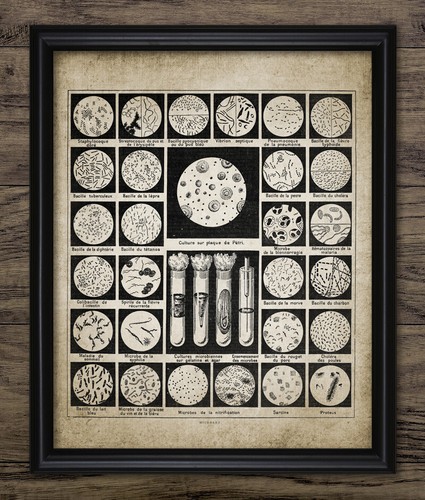 Bacteria antique french - antique,