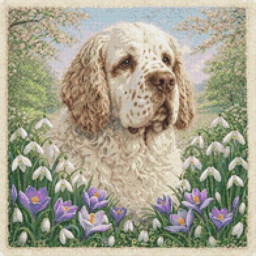 Clumber spaniel puppy dog - dog, in