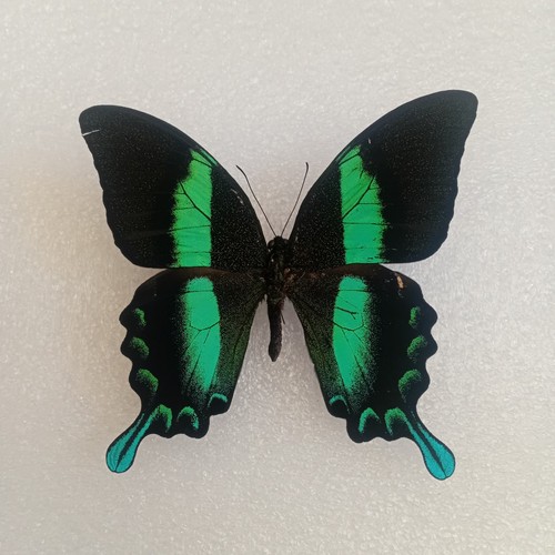 Papilio blumei green peacock - blumei,,