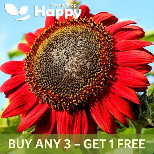 Sunflower red sun - sunflower, 100