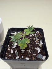 Rare Boswellia sacra