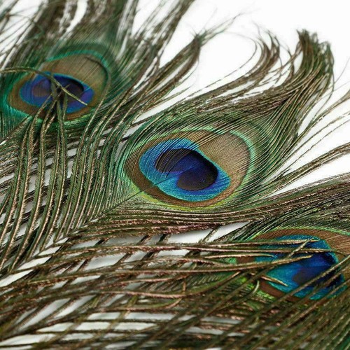 Peacock feathers natural - peacock,