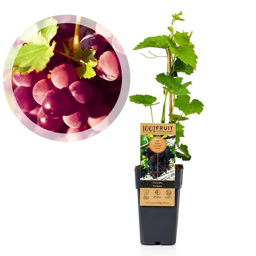 Grape vine outdoor plant - 1, @