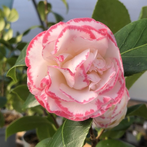 Camellia margaret davis rhs - camellia,