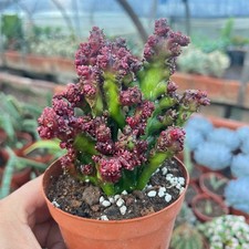8CM Succulent Cactus Plant