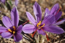 Crocus SATIVUS SAFFRON Autumn Flowers Spring Hardy Perennial Garden Plant BULBS