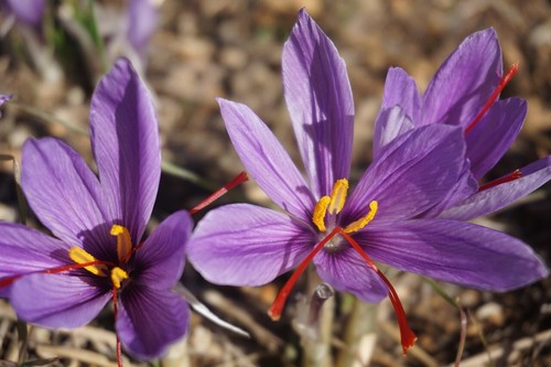 Crocus sativus saffron autumn - crocus,