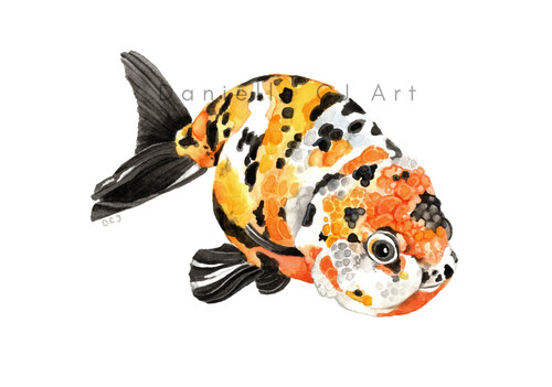 Watercolour ranchu goldfish - ranchu,