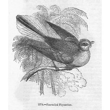 BIRDS Fan Tailed Fly Catcher -