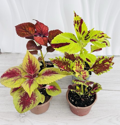 Coleus large plug - large,