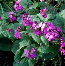 Honesty munstead purple x 1