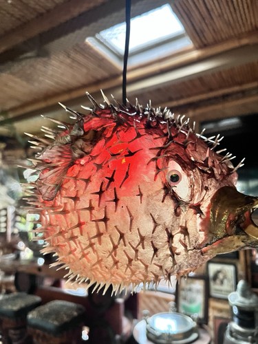 New pufferfish lamp - 12”,