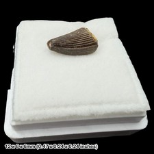 Rare Crocodile Teeth Fossils