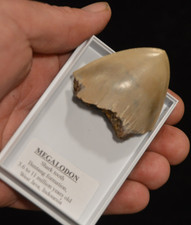 WOW, Genuine MEGALODON SHARK