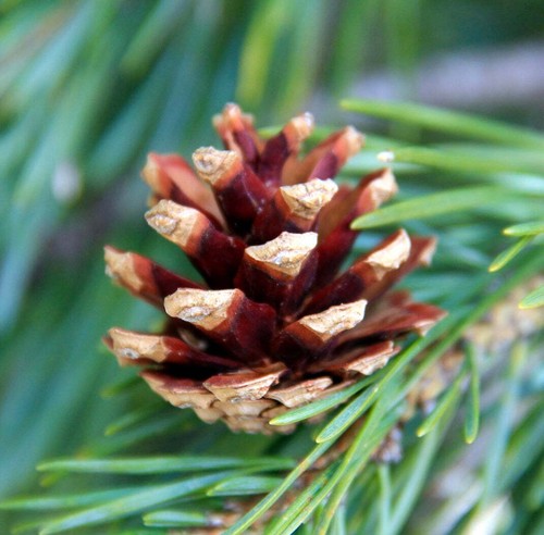 Pinus sylvestris scots pine - sylvestris,