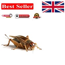 Natural Silent Crickets Tub