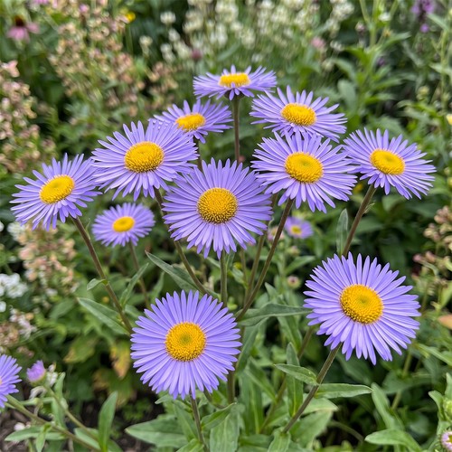 Erigeron fleabane azure - fleabane,