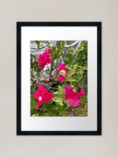 Shocking pink bougainvillea or
