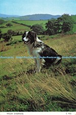 D269597 Welsh Sheepdog Judges C 955