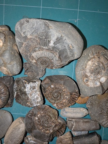 Large yorkshire coast fossil - yorkshire,