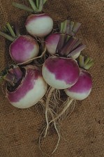 Turnip - Veitchs Red Globe -