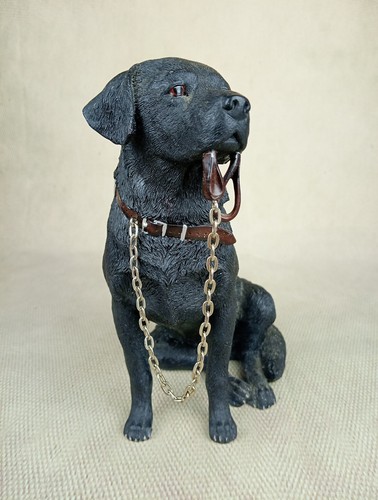 Black labrador dog studies - ⭐,