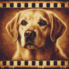 Golden labrador puppy dog - golden,