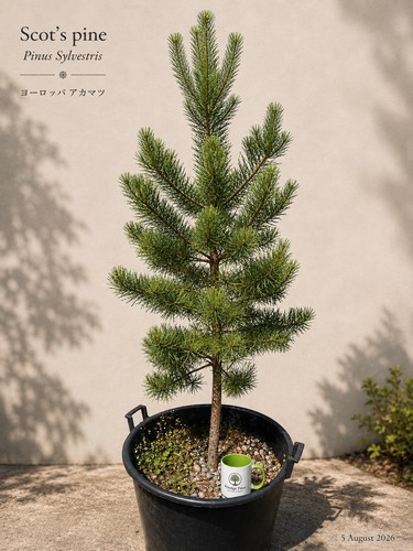 Large pinus sylvestris scots - large,