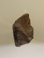 Genuine rex tooth shard - t-rex,