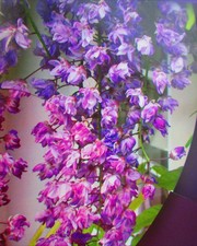 5ft (inc. pot) Wisteria BLACK DRAGON - GRAFTED - 7litre size