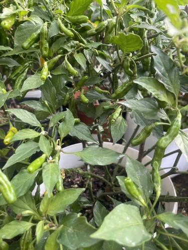 Viral gee naga chili - gee, whole