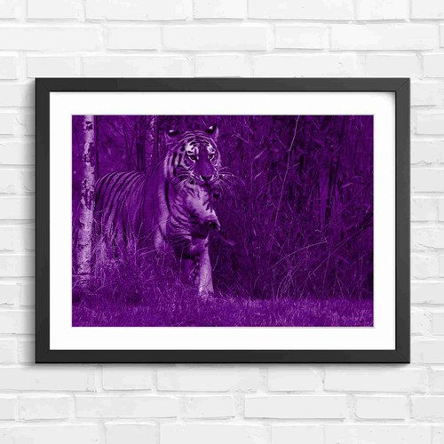 Mother tiger carrying cub - tiger,