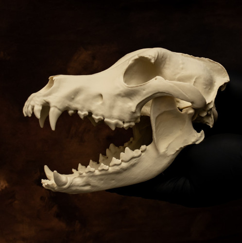 Dog skull replica alaskan - skull,