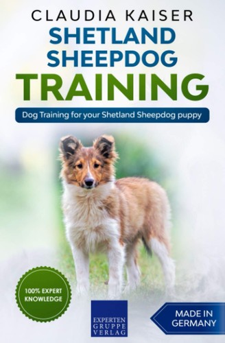Shetland sheepdog training dog - sheepdog,