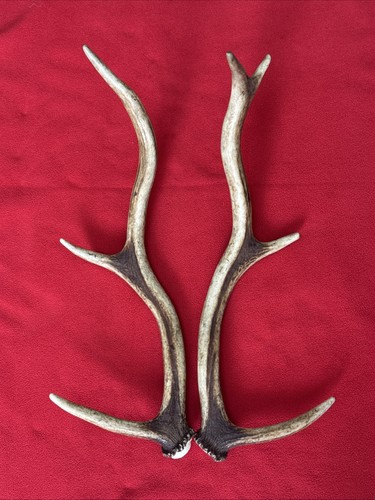 Pair red deer - of,