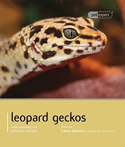 Leopard gecko pet expert - leopard,