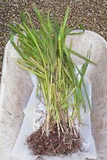 50 Montbretia Crocosmia Bright Orange Flowered Plant Corms Hardy Perennial