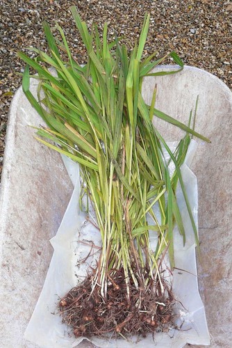 Montbretia crocosmia bright - 50,