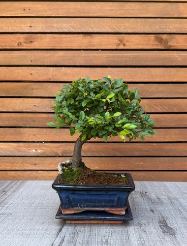 Chinese elm bonsai - chinese, in