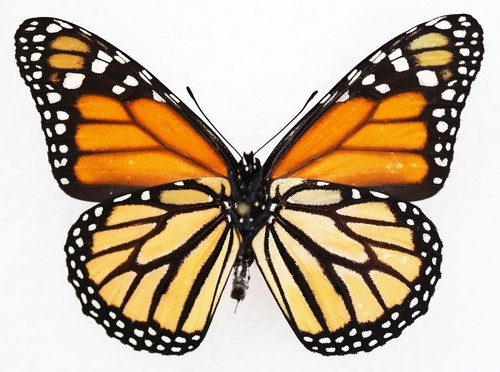 Real butterfly spread - real, ,spread